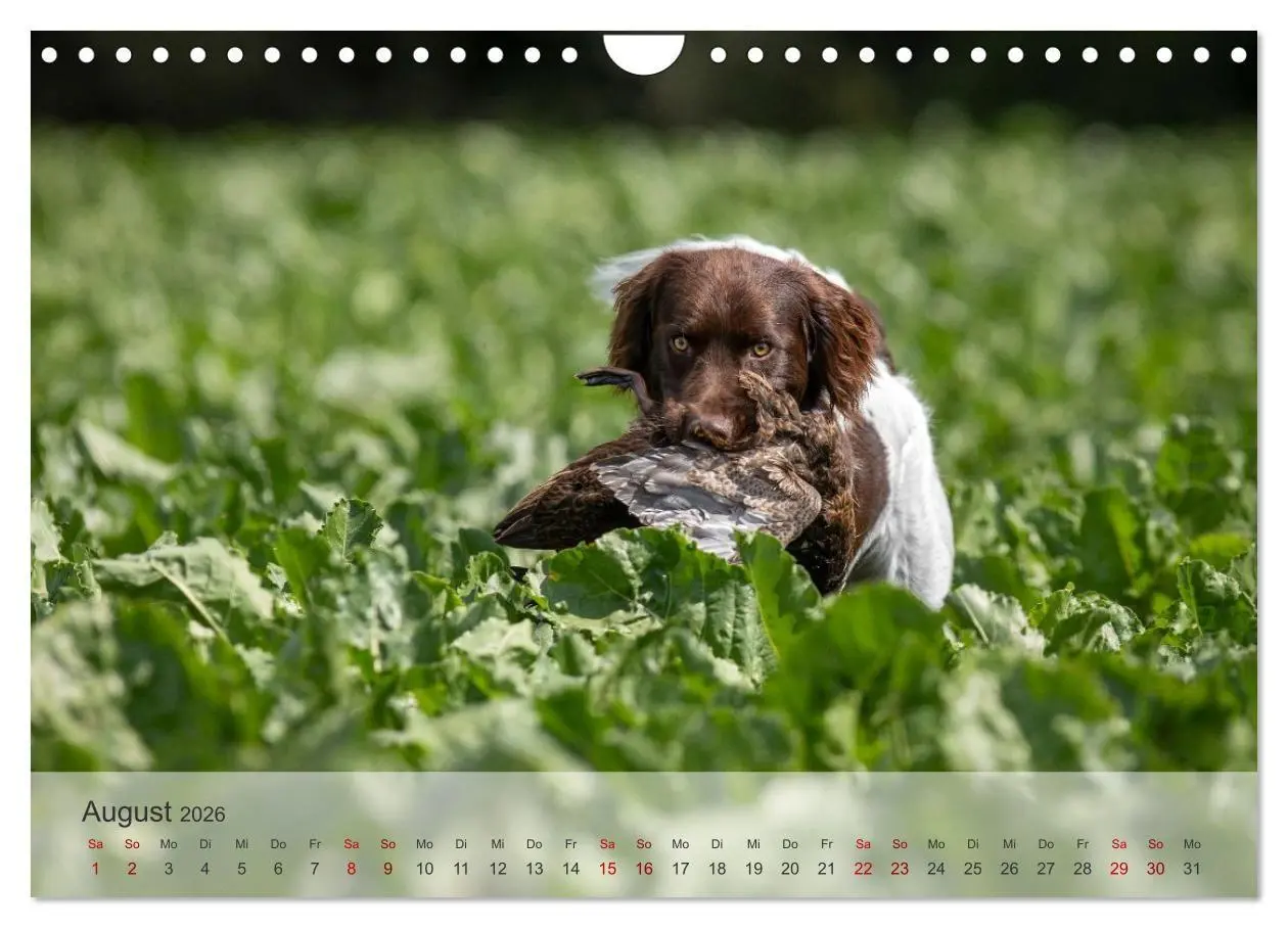 Bild: 9783457323335 | Treue Jagdgefährten Der kleine Münsterländer (Wandkalender 2026 DIN...