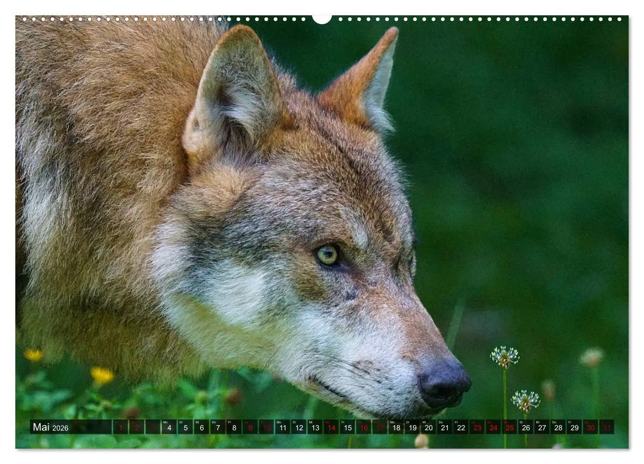 Bild: 9783457703335 | Begegnung mit dem Wolf (hochwertiger Premium Wandkalender 2026 DIN...