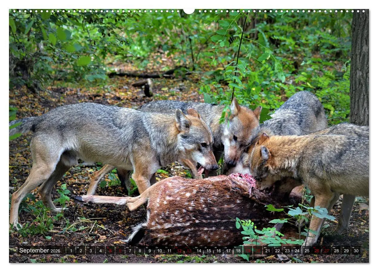 Bild: 9783457703335 | Begegnung mit dem Wolf (hochwertiger Premium Wandkalender 2026 DIN...