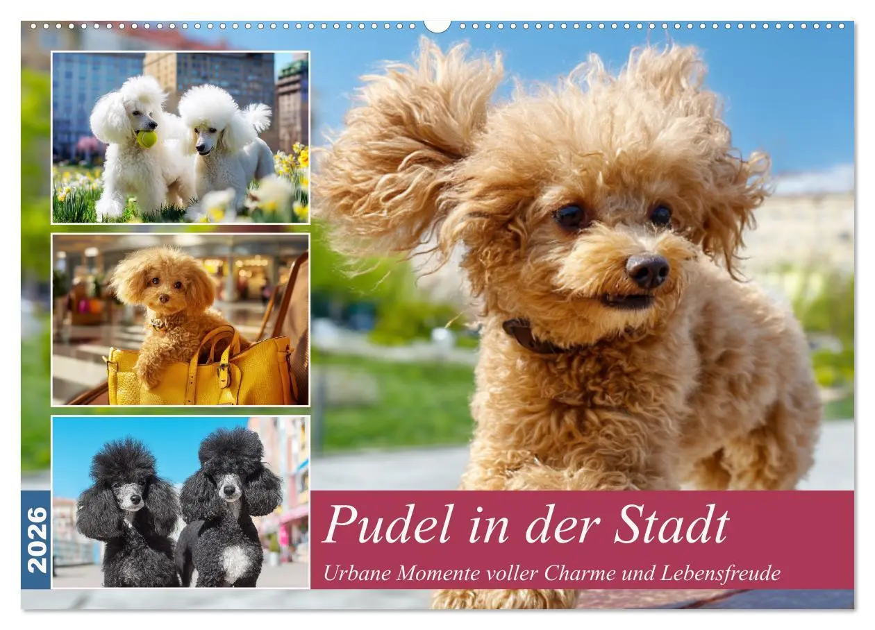 Cover: 9783457943335 | Pudel in der Stadt. Urbane Momente voller Charme und Lebensfreude...