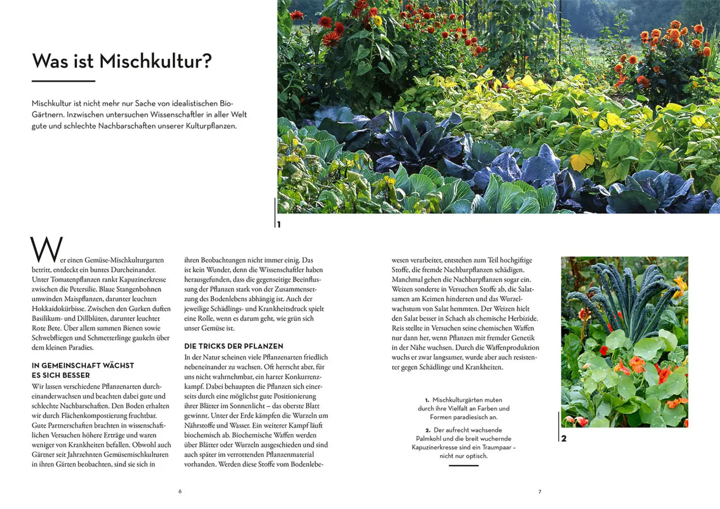 Bild: 9783440173435 | Wer kann mit wem im Beet? | Ortrud Grieb | Taschenbuch | 96 S. | 2022