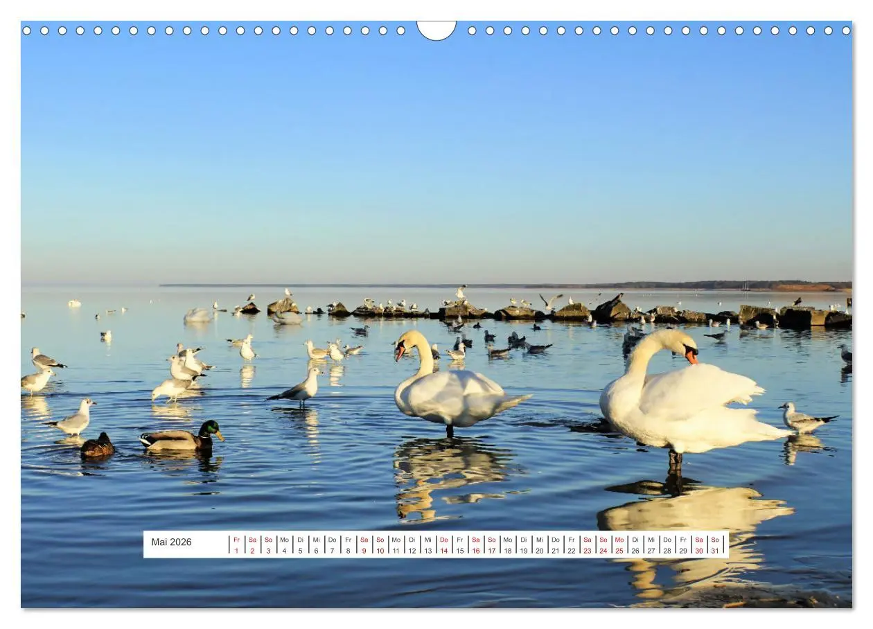 Bild: 9783457623435 | Region Ueckermünde (Wandkalender 2026 DIN A3 quer), CALVENDO...