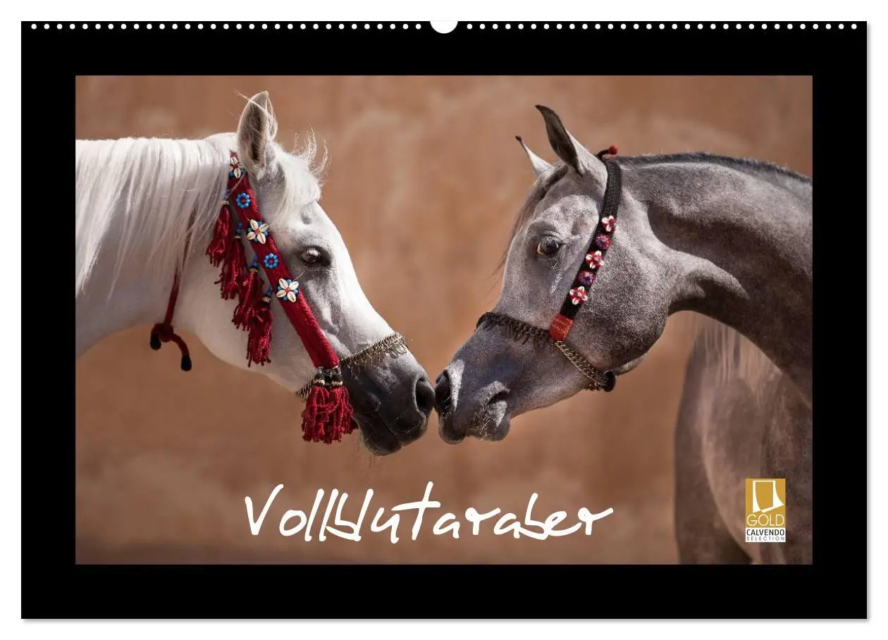 Cover: 9783516183535 | Vollblutaraber (Wandkalender 2026 DIN A2 quer), CALVENDO...