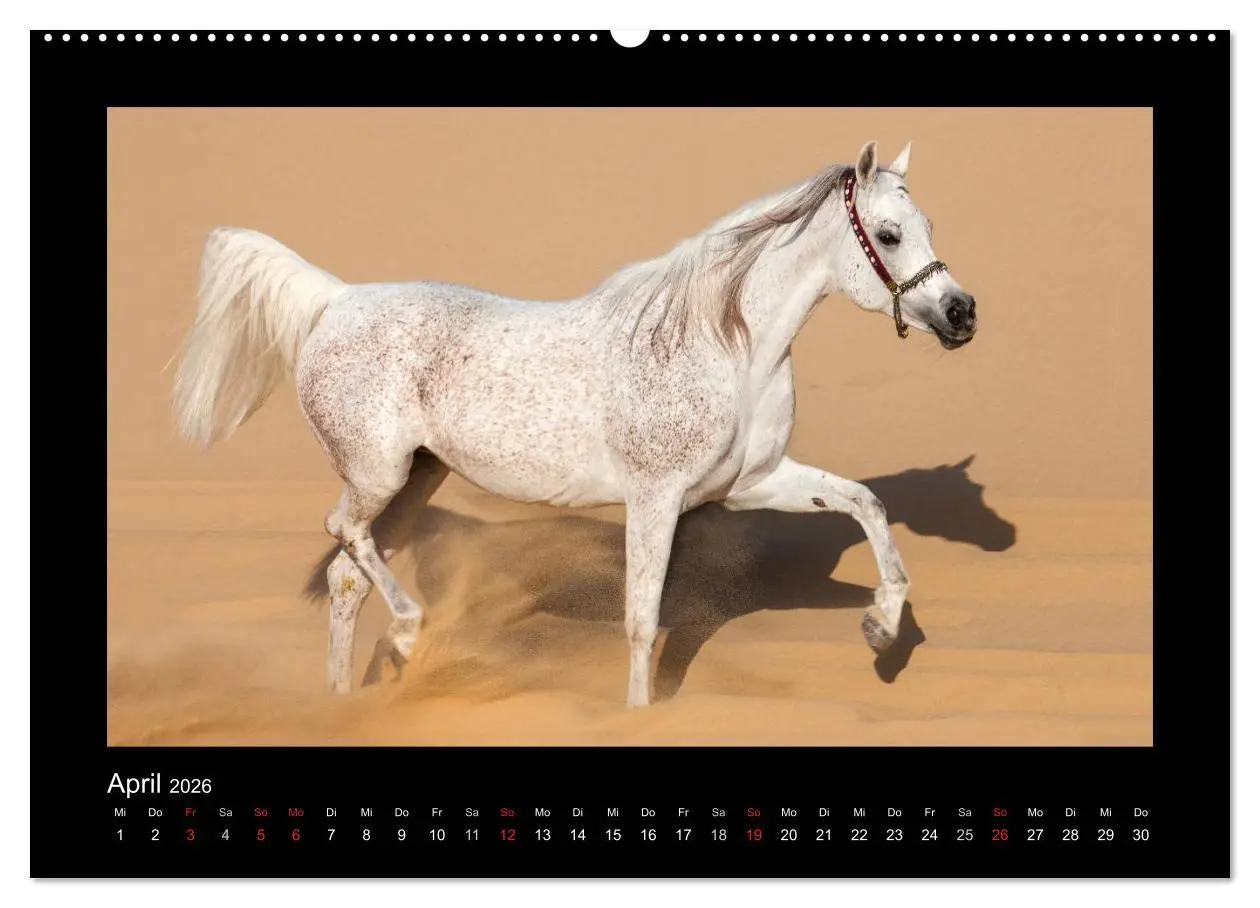 Bild: 9783516183535 | Vollblutaraber (Wandkalender 2026 DIN A2 quer), CALVENDO...
