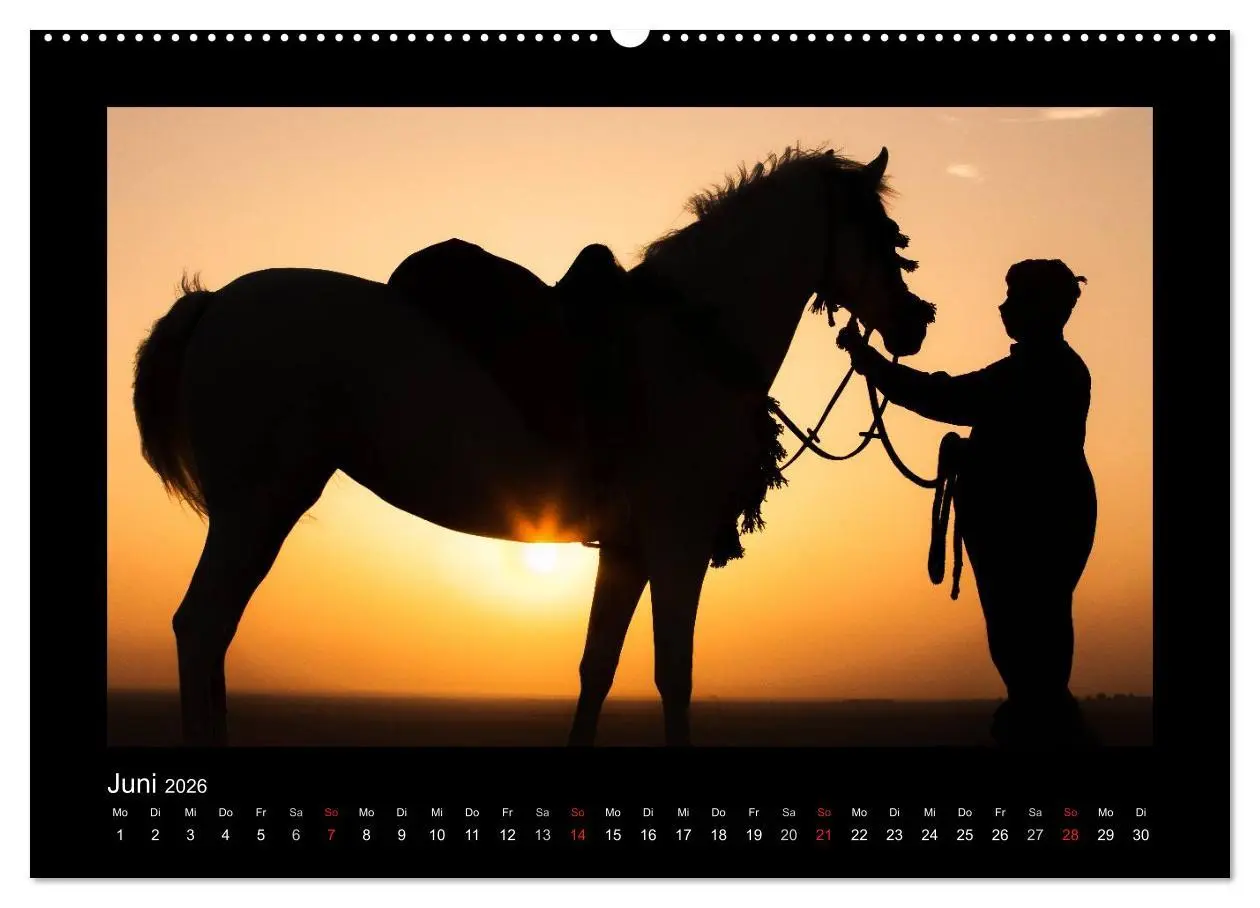 Bild: 9783516183535 | Vollblutaraber (Wandkalender 2026 DIN A2 quer), CALVENDO...