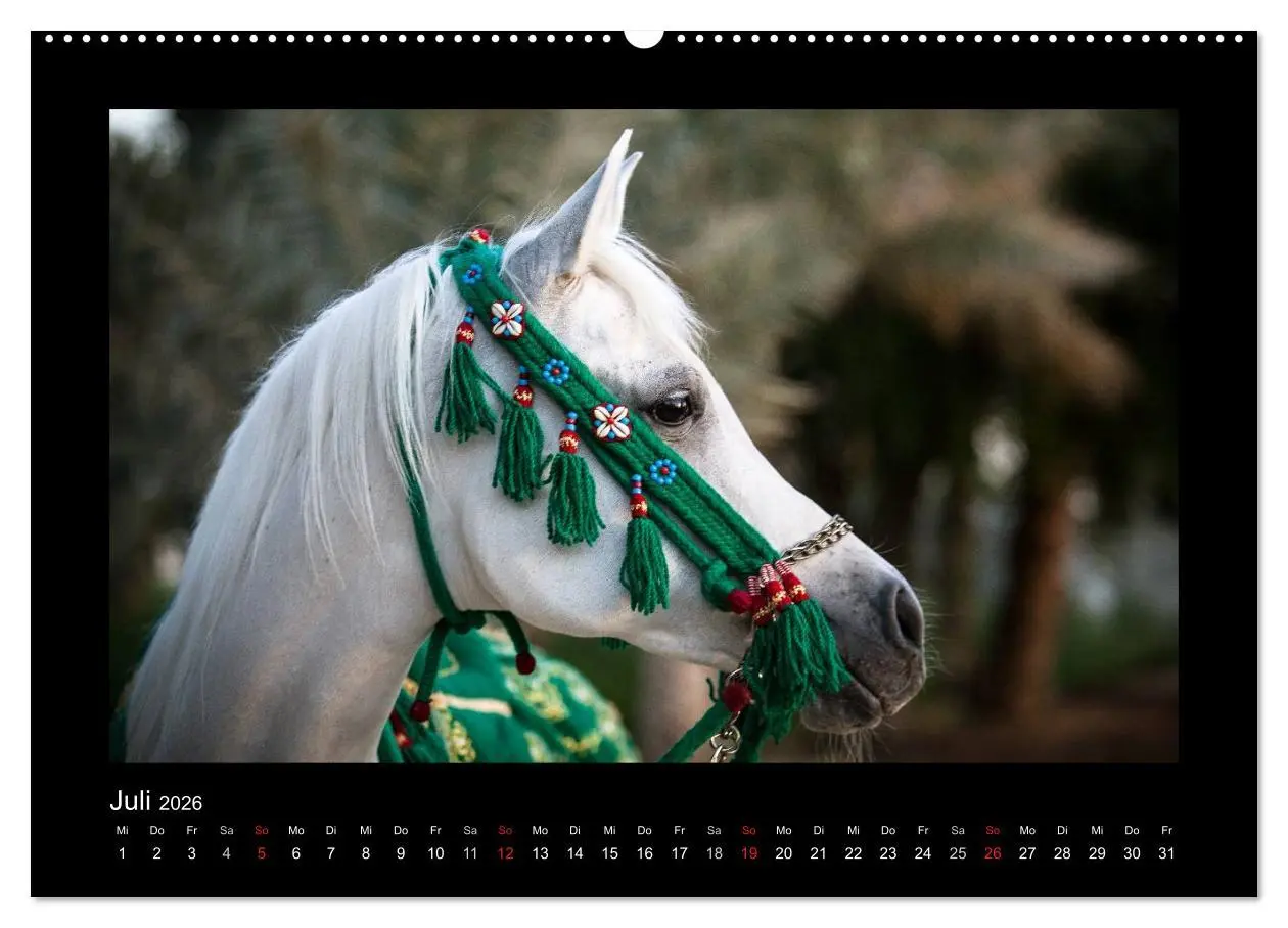 Bild: 9783516183535 | Vollblutaraber (Wandkalender 2026 DIN A2 quer), CALVENDO...
