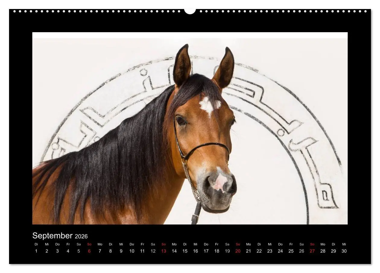 Bild: 9783516183535 | Vollblutaraber (Wandkalender 2026 DIN A2 quer), CALVENDO...
