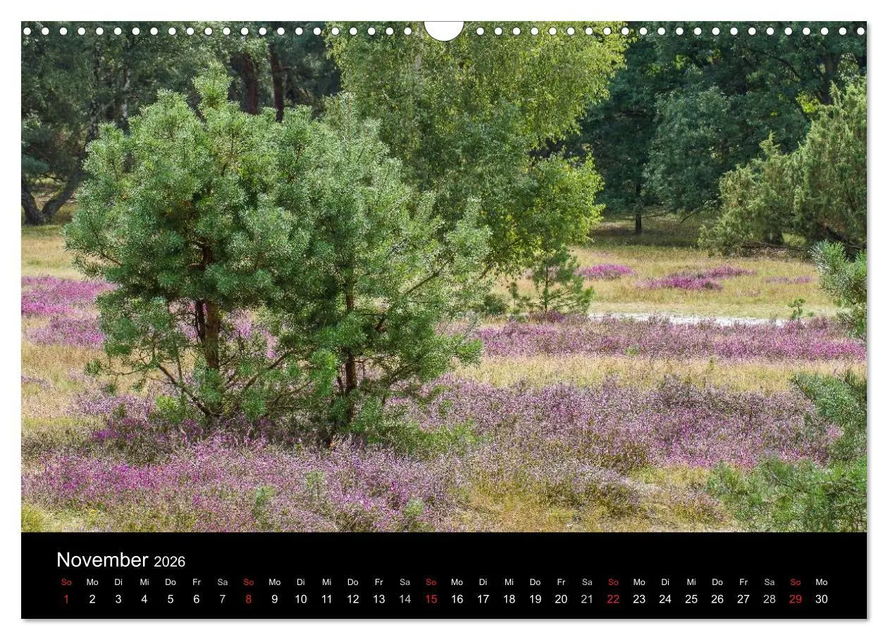 Bild: 9783516173635 | Lüneburger Heide (Wandkalender 2026 DIN A3 quer), CALVENDO...