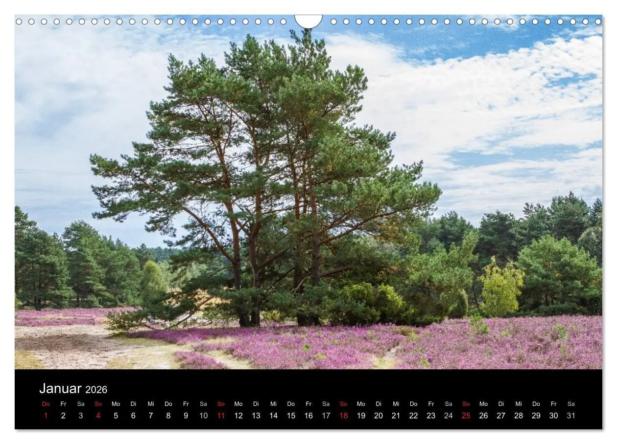 Bild: 9783516173635 | Lüneburger Heide (Wandkalender 2026 DIN A3 quer), CALVENDO...