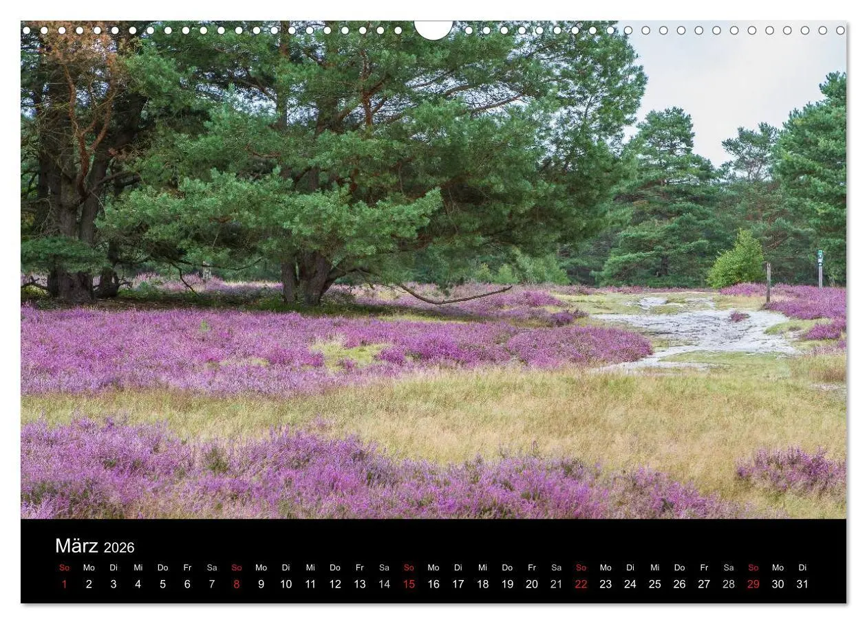 Bild: 9783516173635 | Lüneburger Heide (Wandkalender 2026 DIN A3 quer), CALVENDO...