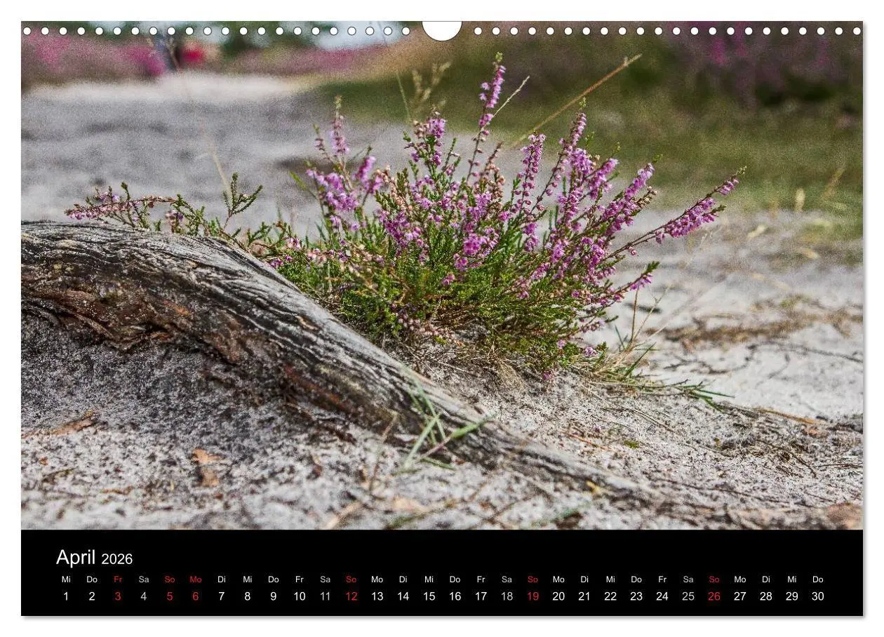 Bild: 9783516173635 | Lüneburger Heide (Wandkalender 2026 DIN A3 quer), CALVENDO...