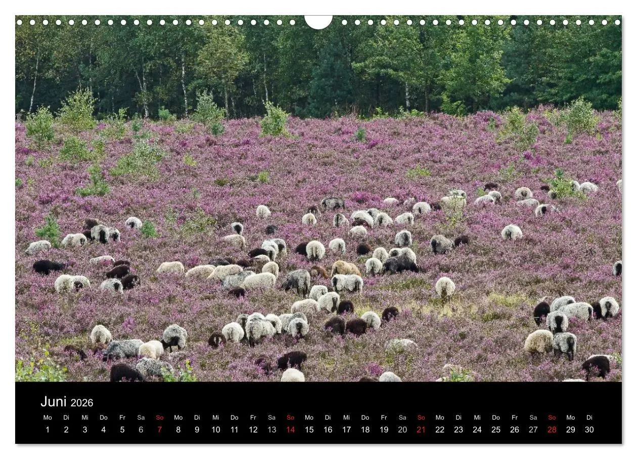 Bild: 9783516173635 | Lüneburger Heide (Wandkalender 2026 DIN A3 quer), CALVENDO...