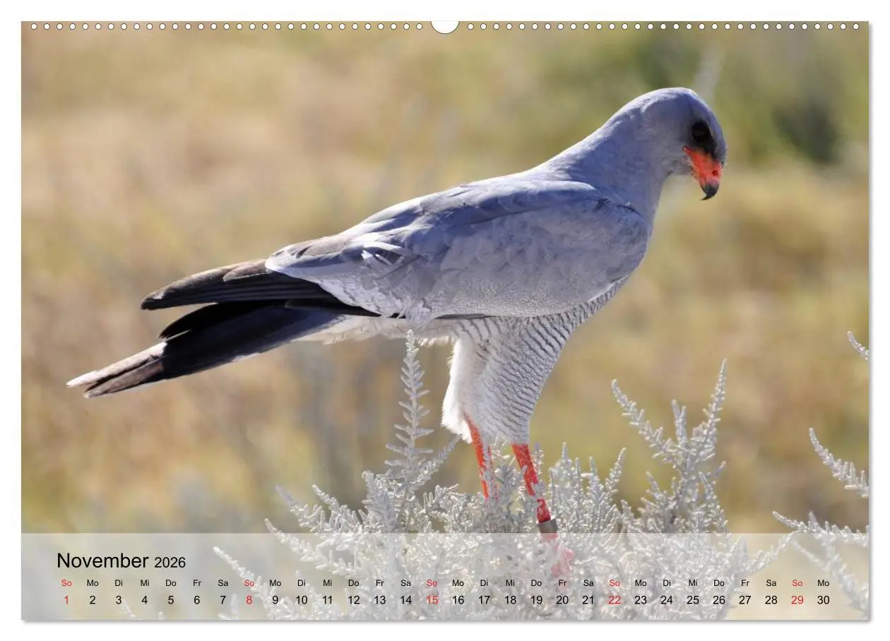 Bild: 9783516093735 | Falken und Greifvögel. Edle Jäger (Wandkalender 2026 DIN A2 quer),...