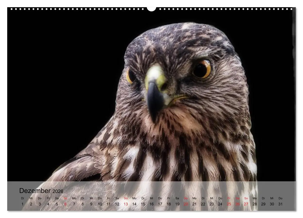 Bild: 9783516093735 | Falken und Greifvögel. Edle Jäger (Wandkalender 2026 DIN A2 quer),...