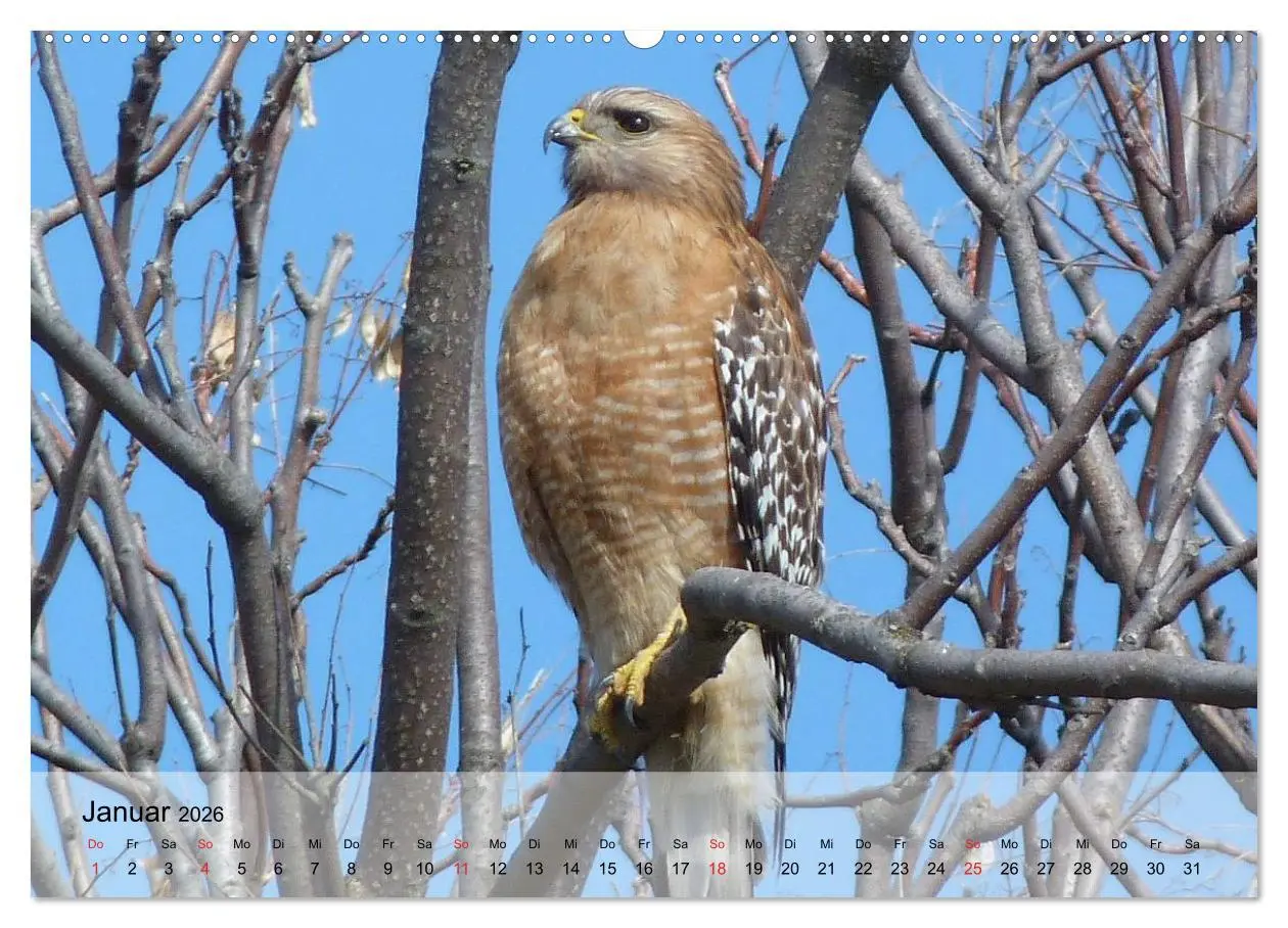 Bild: 9783516093735 | Falken und Greifvögel. Edle Jäger (Wandkalender 2026 DIN A2 quer),...