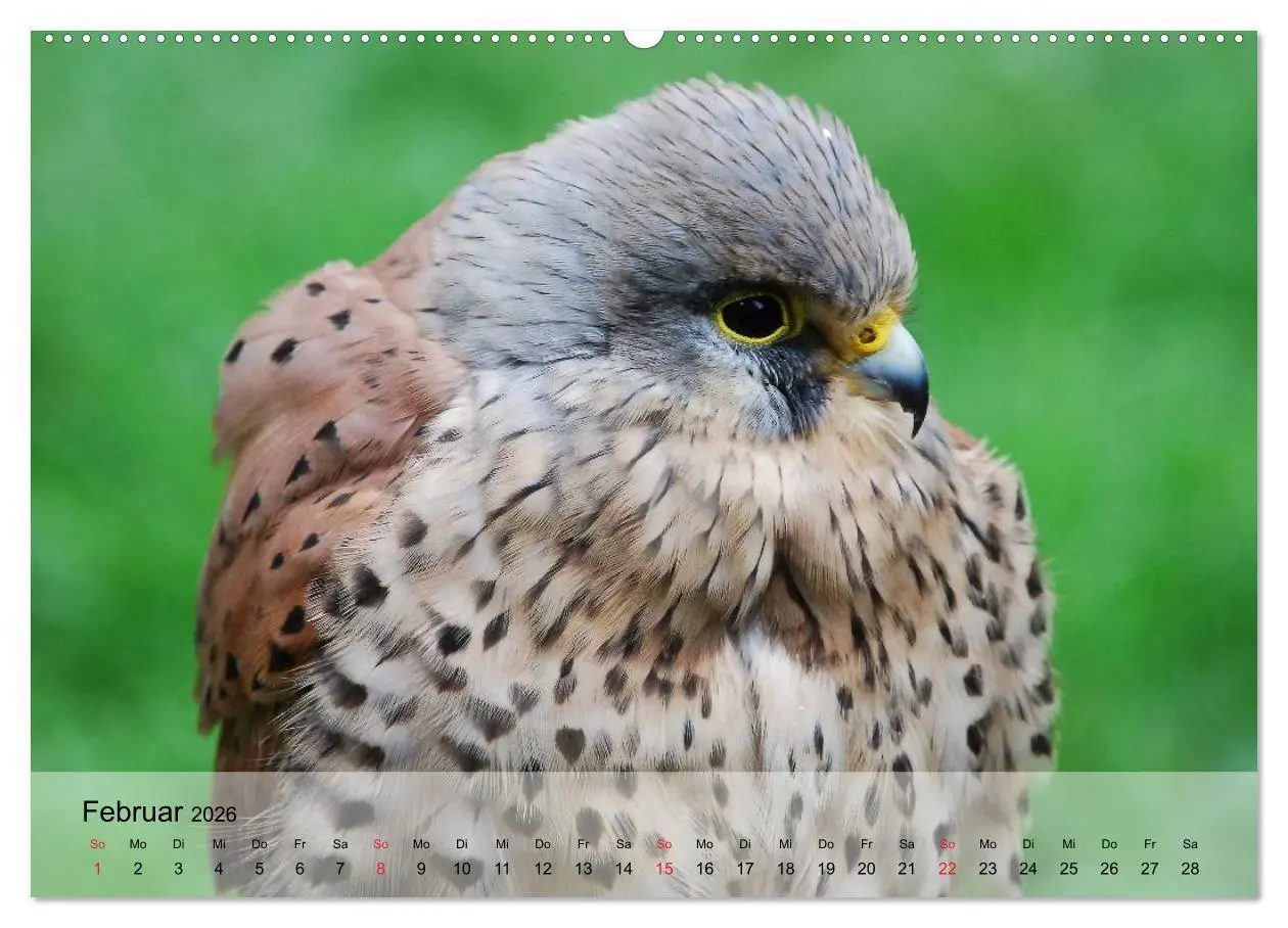 Bild: 9783516093735 | Falken und Greifvögel. Edle Jäger (Wandkalender 2026 DIN A2 quer),...