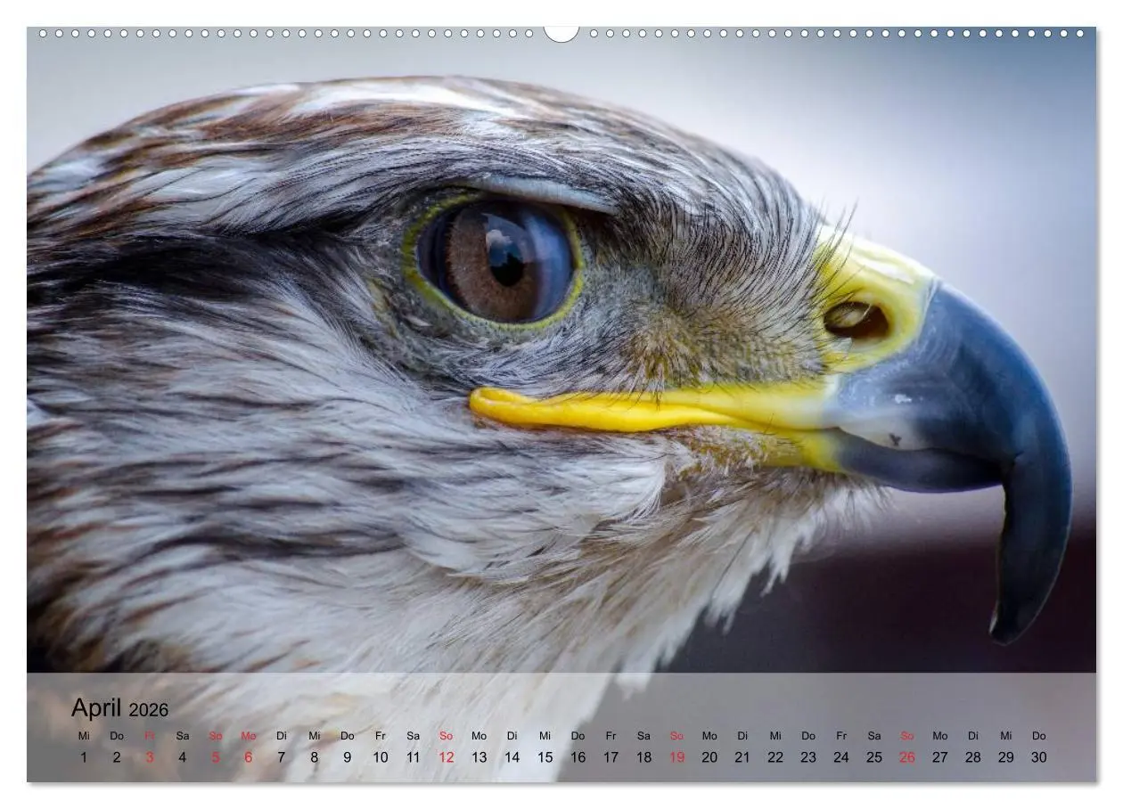 Bild: 9783516093735 | Falken und Greifvögel. Edle Jäger (Wandkalender 2026 DIN A2 quer),...