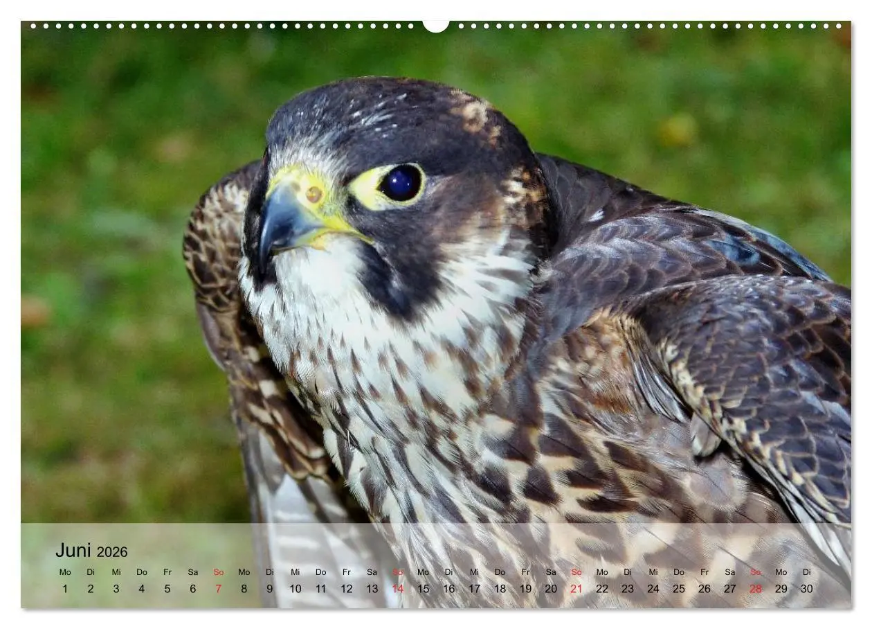 Bild: 9783516093735 | Falken und Greifvögel. Edle Jäger (Wandkalender 2026 DIN A2 quer),...