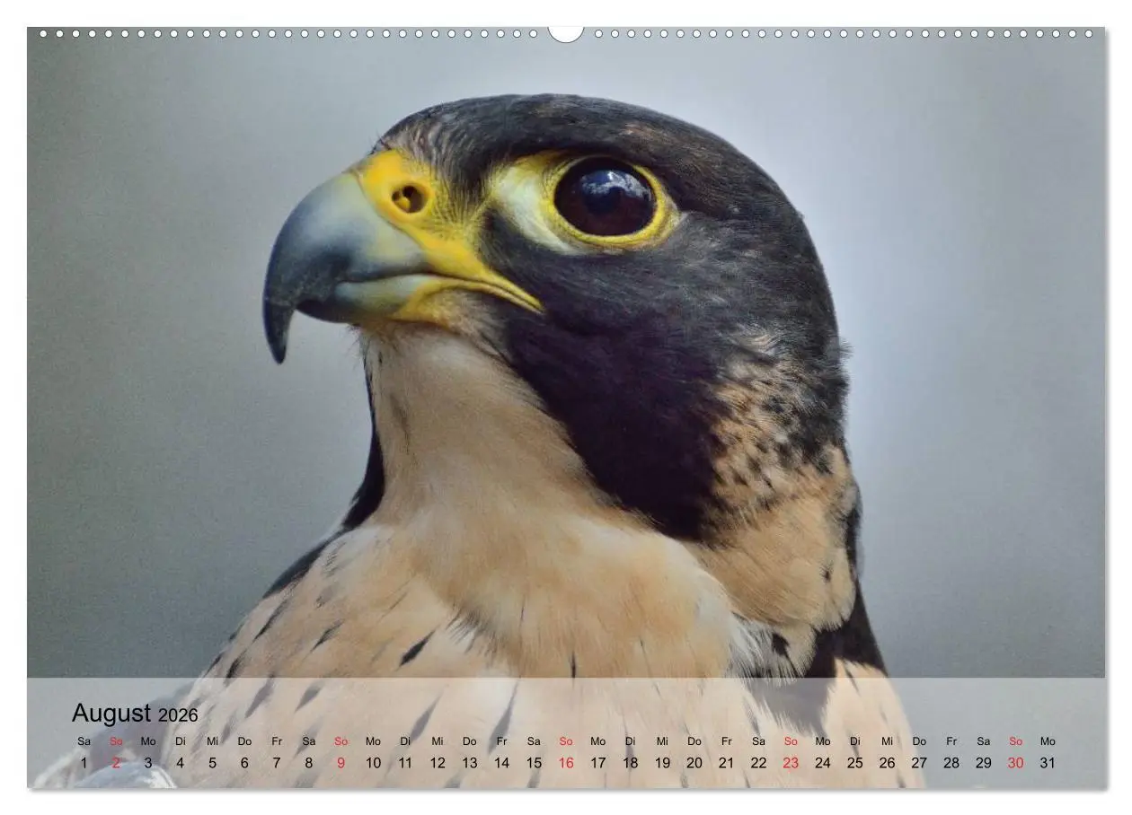 Bild: 9783516093735 | Falken und Greifvögel. Edle Jäger (Wandkalender 2026 DIN A2 quer),...