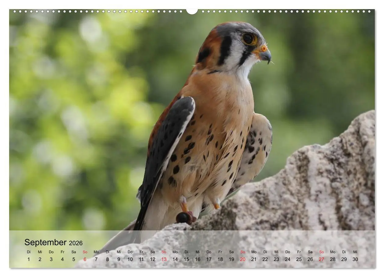 Bild: 9783516093735 | Falken und Greifvögel. Edle Jäger (Wandkalender 2026 DIN A2 quer),...
