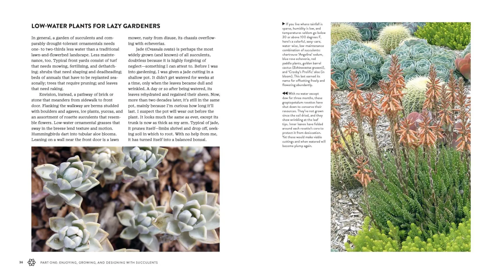 Bild: 9781604693935 | Succulents Simplified | Debra Lee Baldwin | Taschenbuch | Englisch