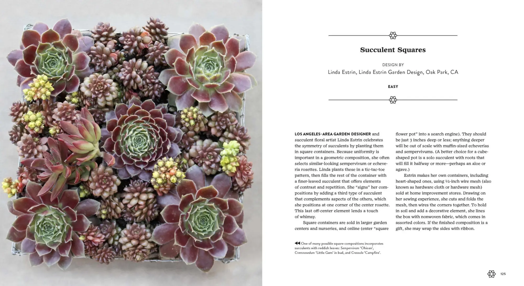 Bild: 9781604693935 | Succulents Simplified | Debra Lee Baldwin | Taschenbuch | Englisch