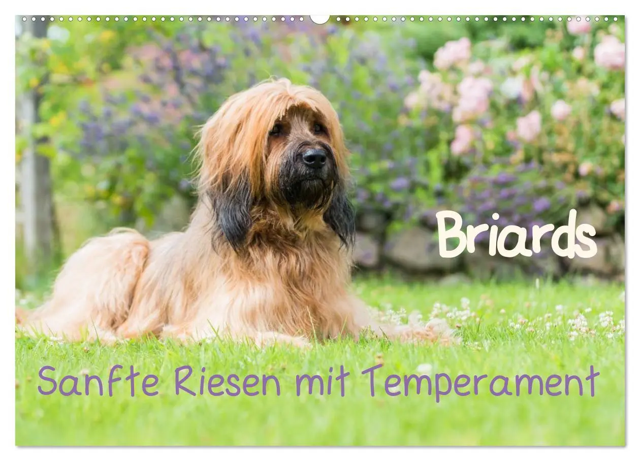 Cover: 9783516073935 | Briards - sanfte Riesen mit Temperament (Wandkalender 2026 DIN A2...