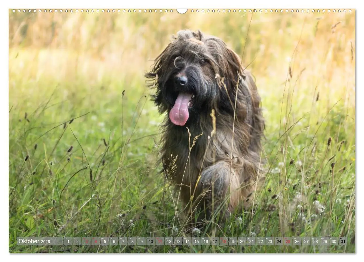 Bild: 9783516073935 | Briards - sanfte Riesen mit Temperament (Wandkalender 2026 DIN A2...