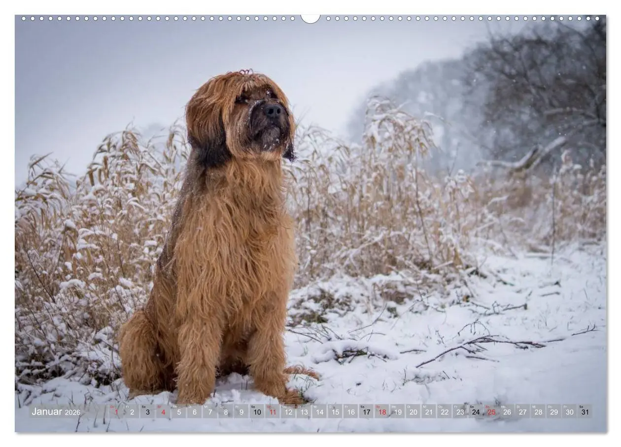 Bild: 9783516073935 | Briards - sanfte Riesen mit Temperament (Wandkalender 2026 DIN A2...