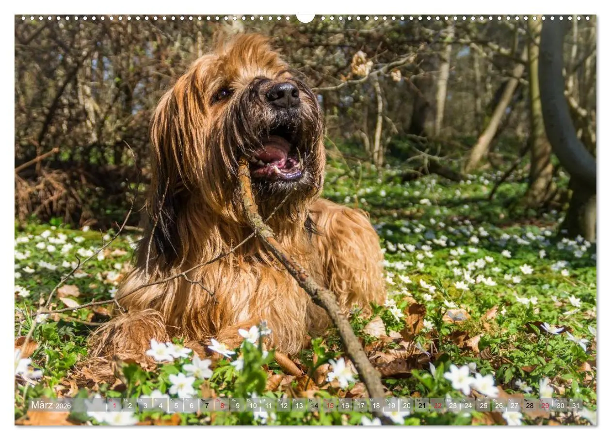 Bild: 9783516073935 | Briards - sanfte Riesen mit Temperament (Wandkalender 2026 DIN A2...