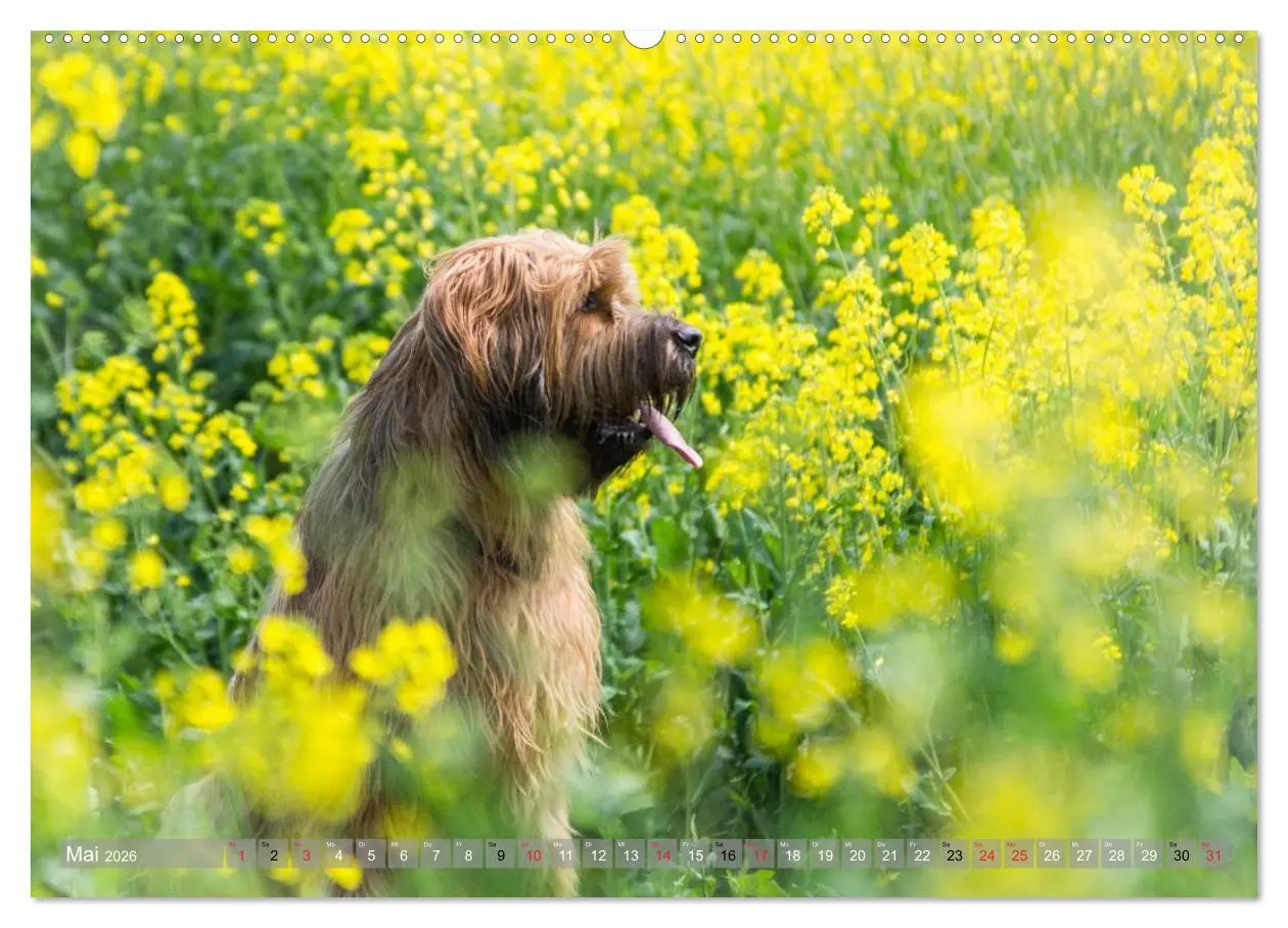 Bild: 9783516073935 | Briards - sanfte Riesen mit Temperament (Wandkalender 2026 DIN A2...