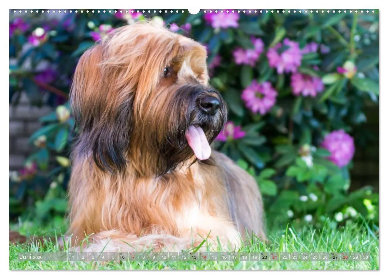 Bild: 9783516073935 | Briards - sanfte Riesen mit Temperament (Wandkalender 2026 DIN A2...