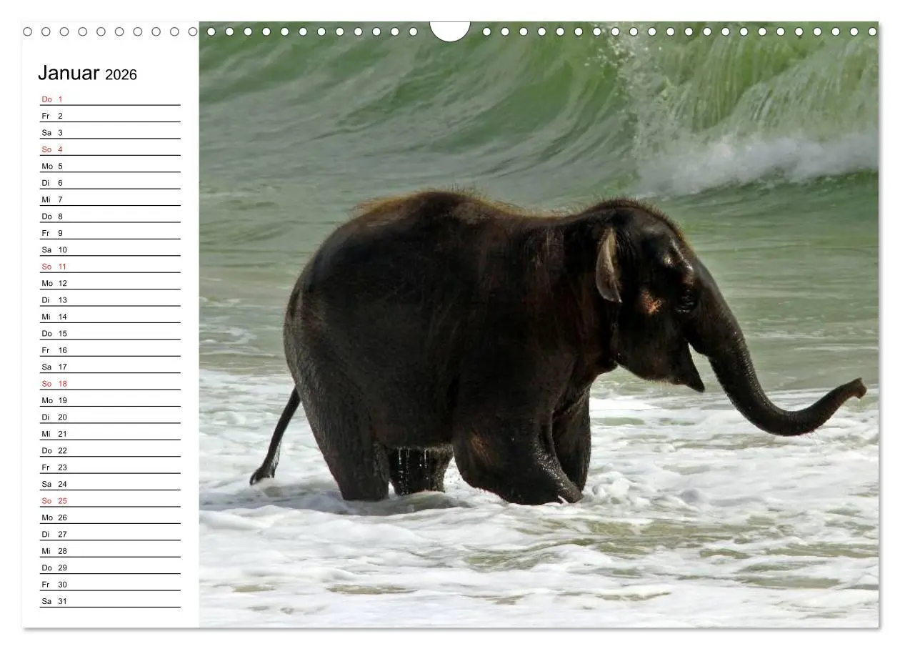 Bild: 9783516213935 | Elefanten - Wasserspaß am Strand (Wandkalender 2026 DIN A3 quer),...