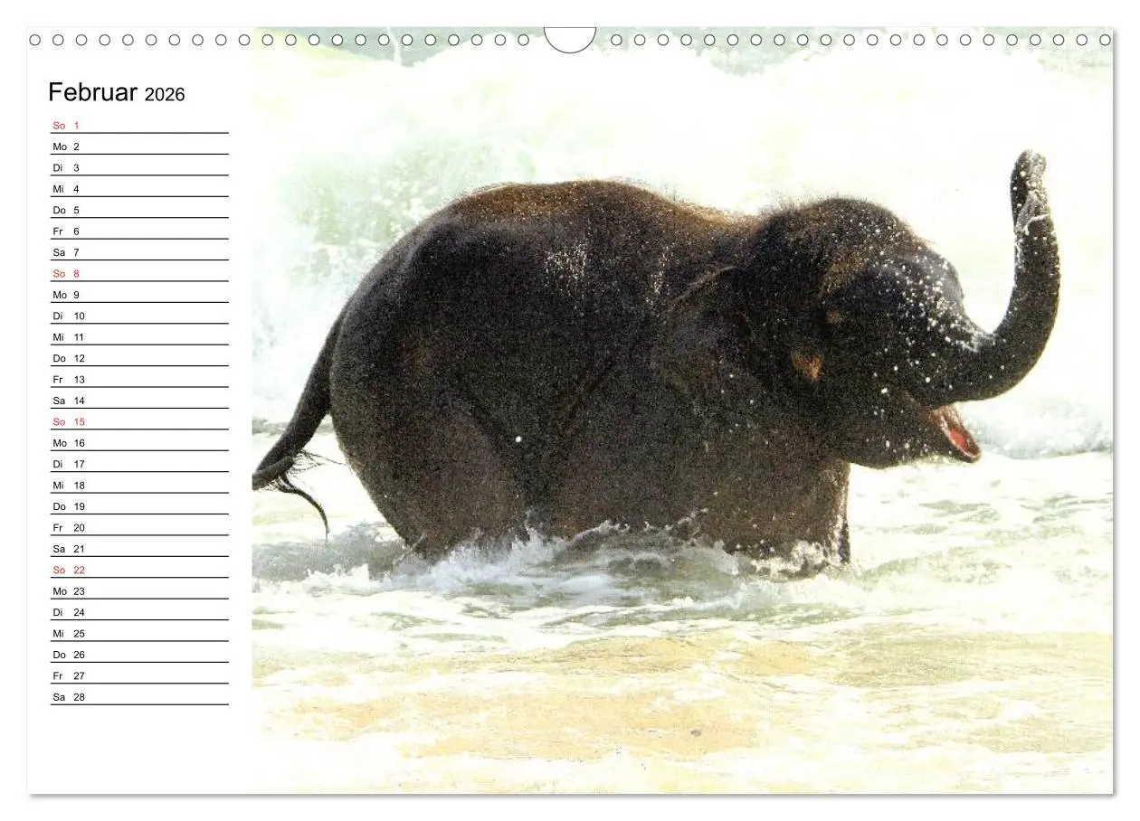 Bild: 9783516213935 | Elefanten - Wasserspaß am Strand (Wandkalender 2026 DIN A3 quer),...