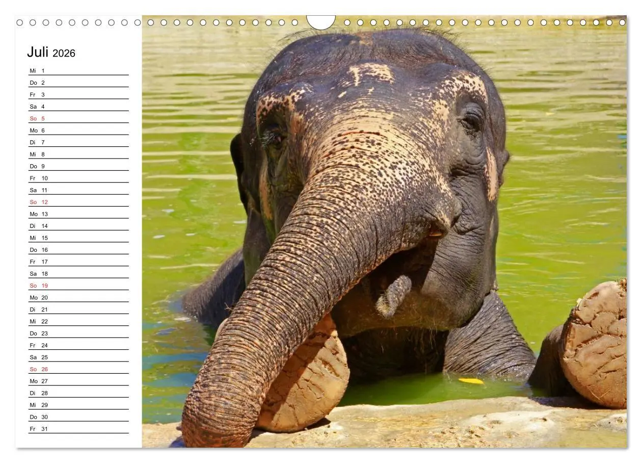 Bild: 9783516213935 | Elefanten - Wasserspaß am Strand (Wandkalender 2026 DIN A3 quer),...