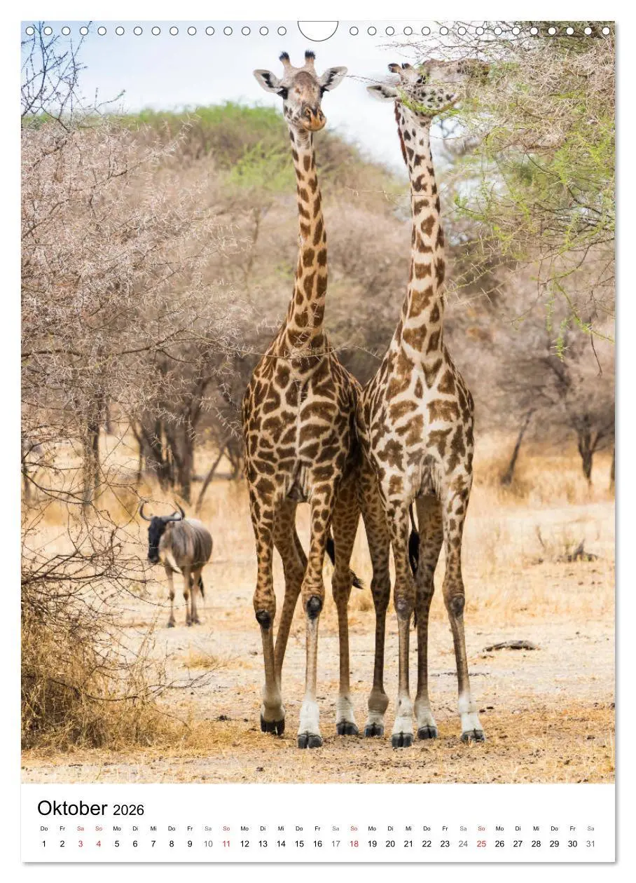 Bild: 9783516383935 | Serengeti Pur - Tansania (Wandkalender 2026 DIN A3 hoch), CALVENDO...