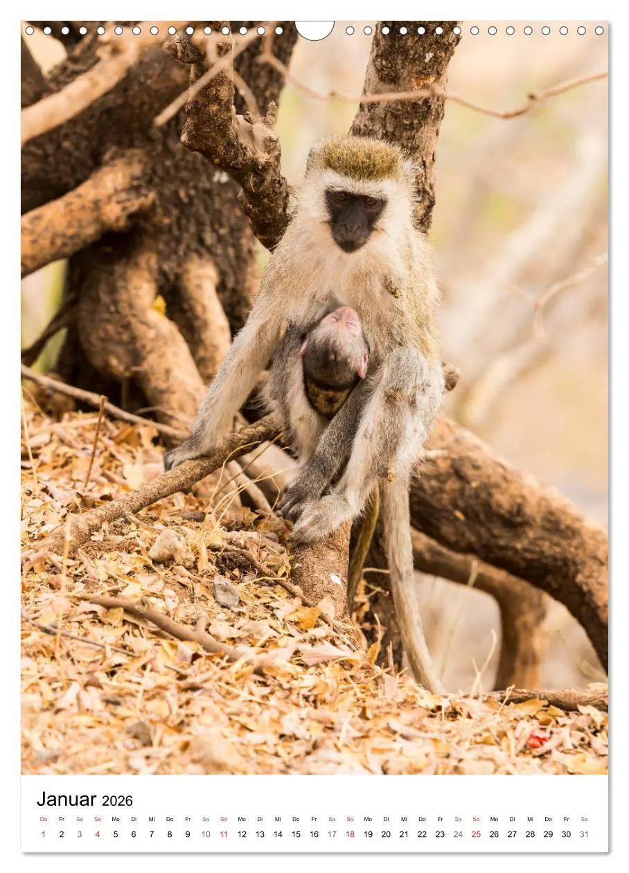 Bild: 9783516383935 | Serengeti Pur - Tansania (Wandkalender 2026 DIN A3 hoch), CALVENDO...
