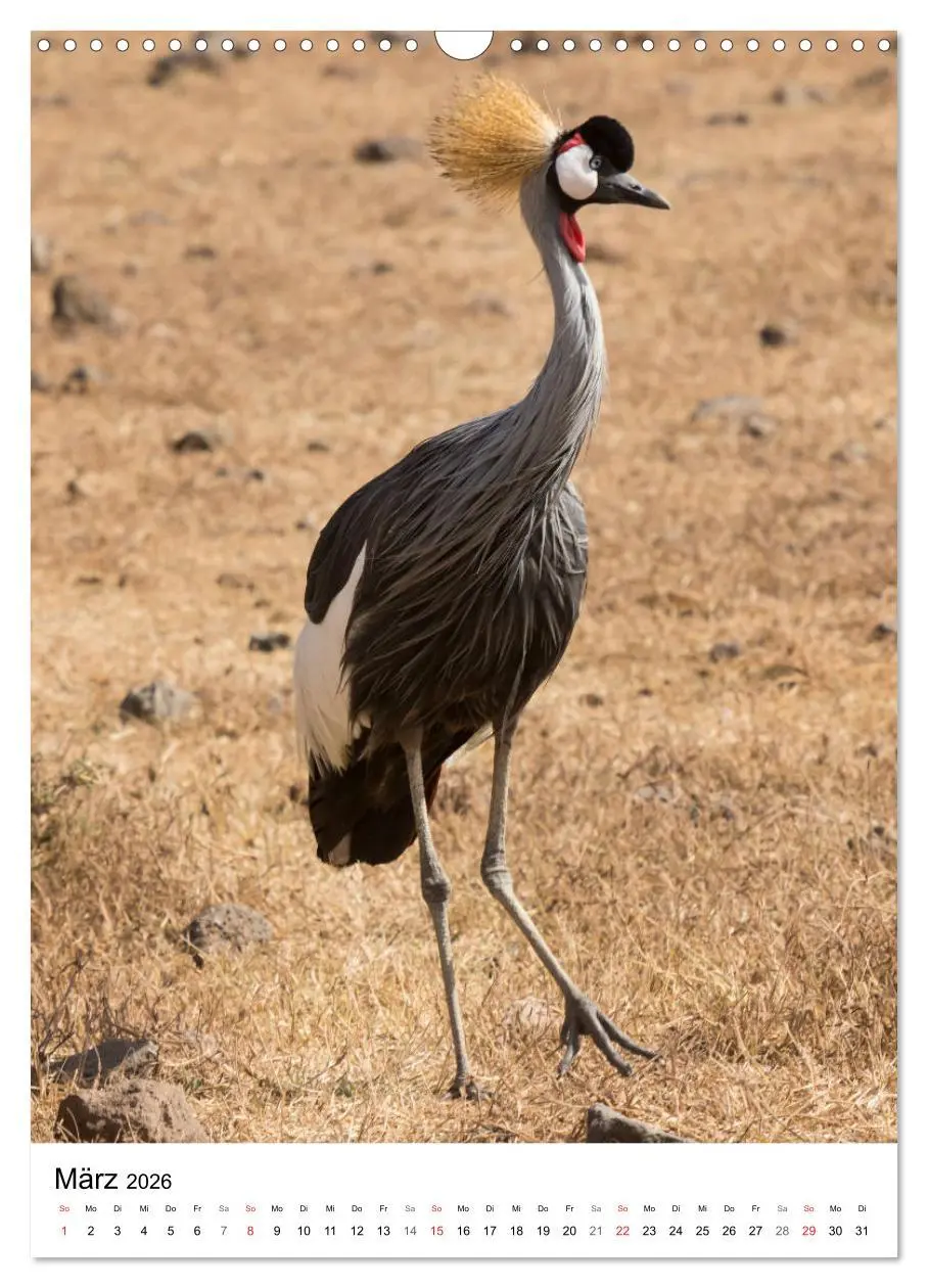 Bild: 9783516383935 | Serengeti Pur - Tansania (Wandkalender 2026 DIN A3 hoch), CALVENDO...
