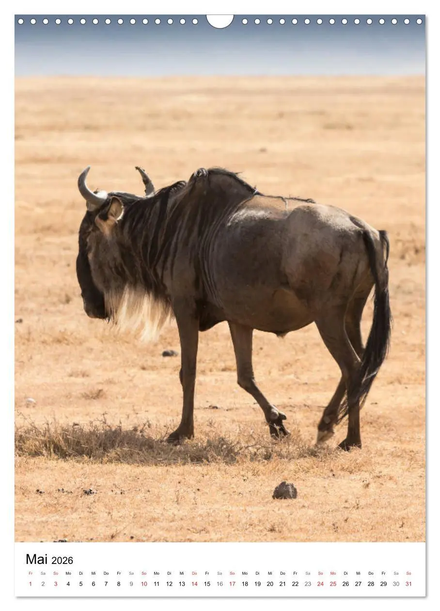Bild: 9783516383935 | Serengeti Pur - Tansania (Wandkalender 2026 DIN A3 hoch), CALVENDO...