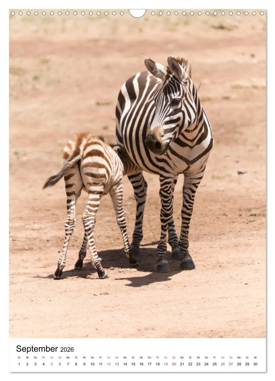 Bild: 9783516383935 | Serengeti Pur - Tansania (Wandkalender 2026 DIN A3 hoch), CALVENDO...