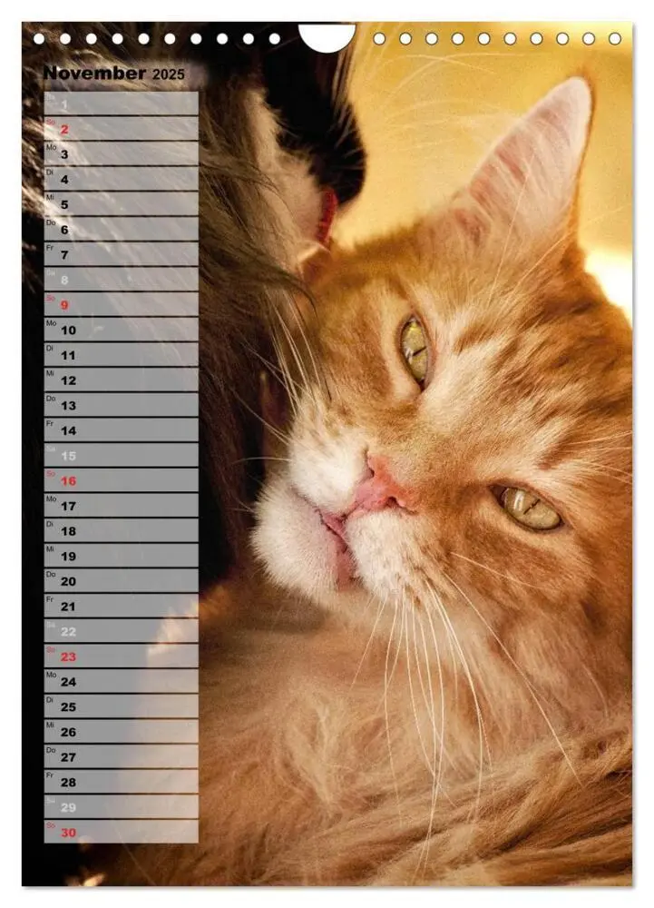 Bild: 9783457014035 | DIE GEFÜHLSWELT (Wandkalender 2025 DIN A4 hoch), CALVENDO...