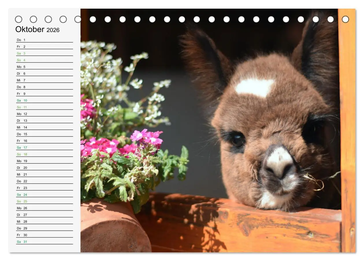 Bild: 9783457564035 | Alpakababys zum Verlieben (Tischkalender 2026 DIN A5 quer),...