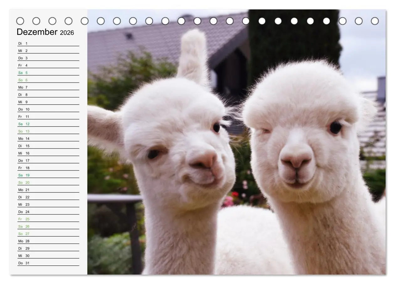Bild: 9783457564035 | Alpakababys zum Verlieben (Tischkalender 2026 DIN A5 quer),...