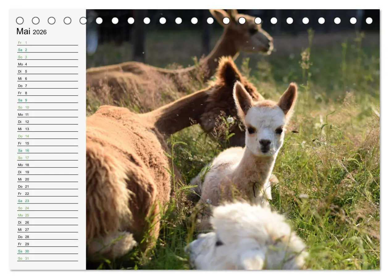 Bild: 9783457564035 | Alpakababys zum Verlieben (Tischkalender 2026 DIN A5 quer),...