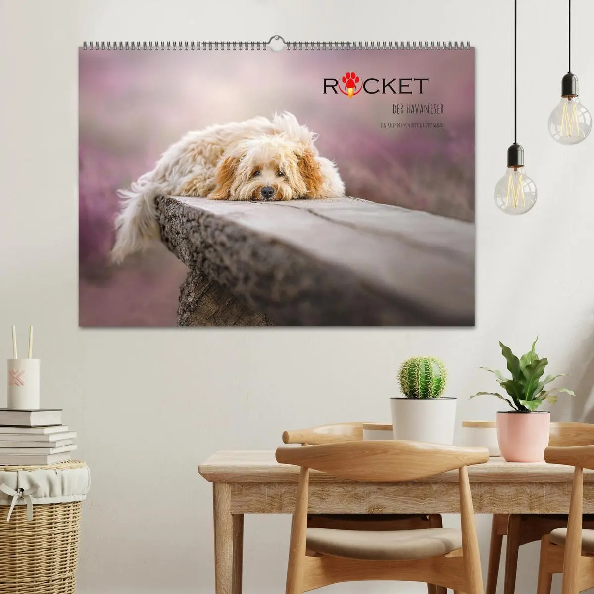 Bild: 9783457624135 | Rocket der Havaneser (Wandkalender 2026 DIN A2 quer), CALVENDO...