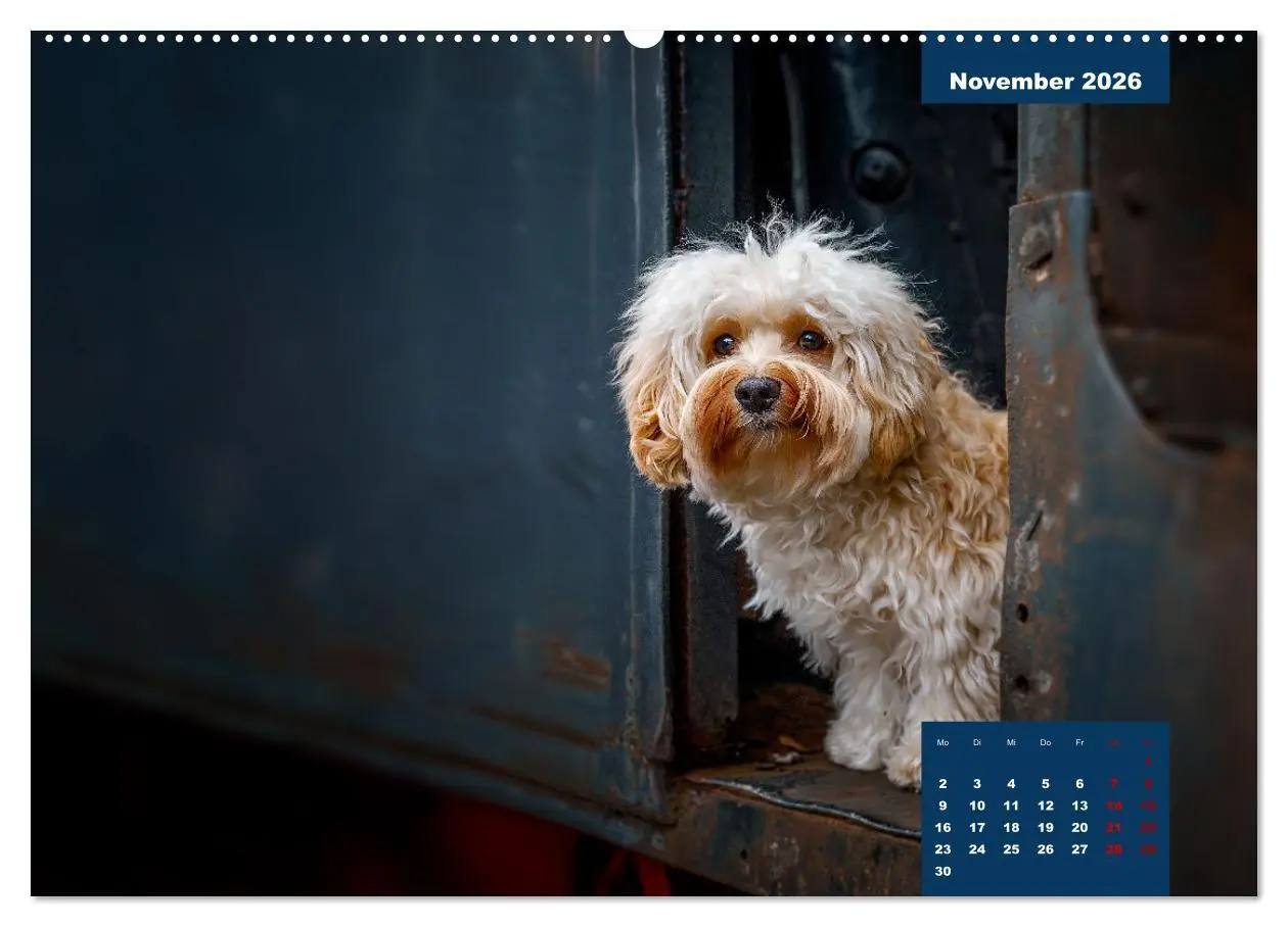 Bild: 9783457624135 | Rocket der Havaneser (Wandkalender 2026 DIN A2 quer), CALVENDO...