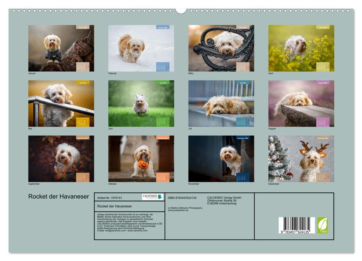 Bild: 9783457624135 | Rocket der Havaneser (Wandkalender 2026 DIN A2 quer), CALVENDO...