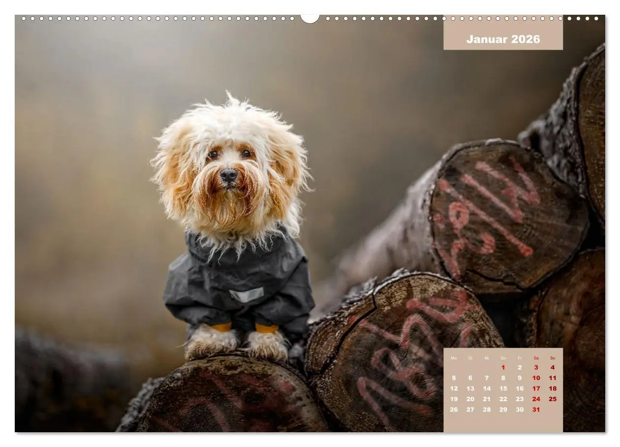 Bild: 9783457624135 | Rocket der Havaneser (Wandkalender 2026 DIN A2 quer), CALVENDO...