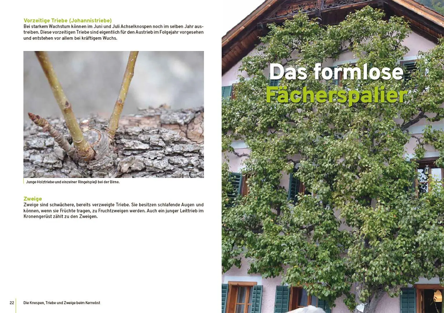 Bild: 9783258084435 | Spalierobst | Erziehung und Schnitt im Spaliergarten | Reiner Wahl