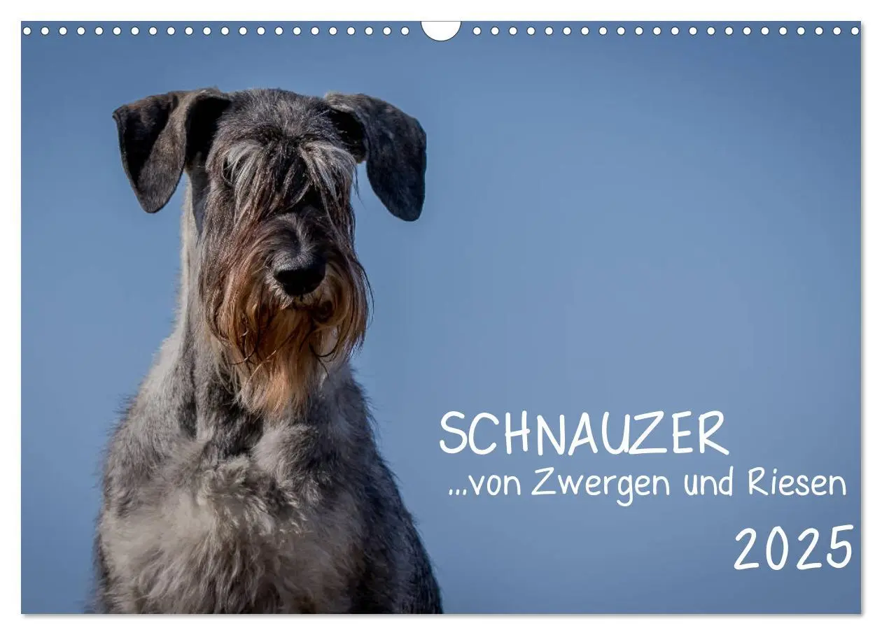 Cover: 9783435424535 | Schnauzer... von Zwergen und Riesen 2025 (Wandkalender 2025 DIN A3...